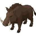 Boar